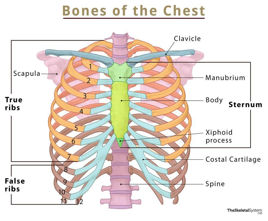 Bones of the Chest – Names, Basic Anatomy, and Diagram