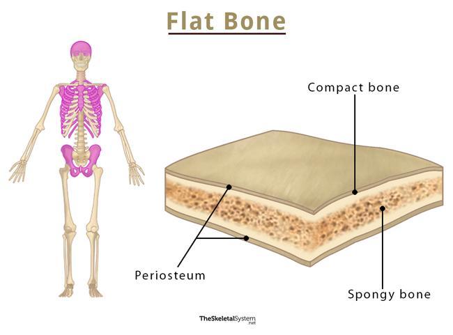 Flat Bones Definition Examples Functions Diagram