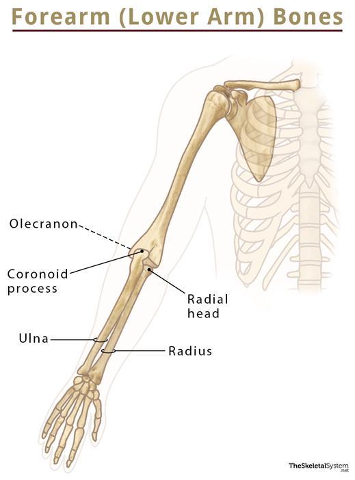 Bones of the arm