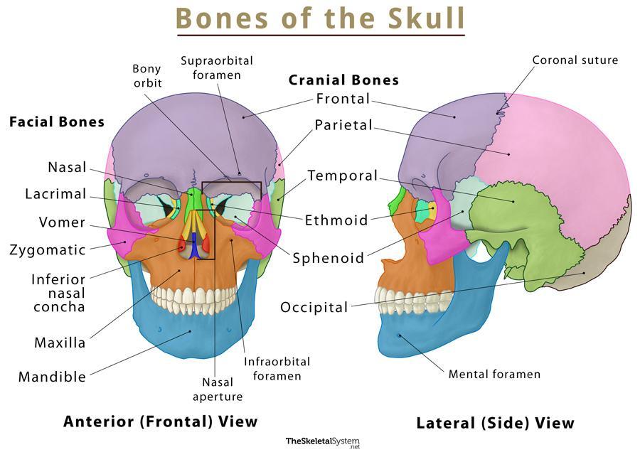 The Skull Names Of Bones In The Head With Anatomy And Labeled Diagram 