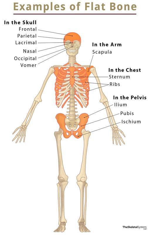 Skull, Definition, Anatomy, & Function