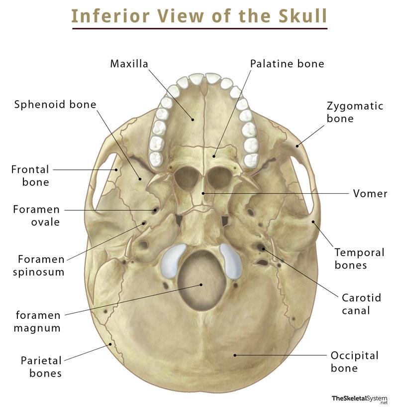 The Skull: Names of Bones in the Head, with Anatomy, & Labeled Diagram