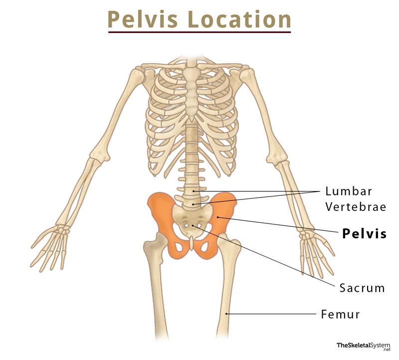 The internal structure of the pelvic girdle female skeleton and