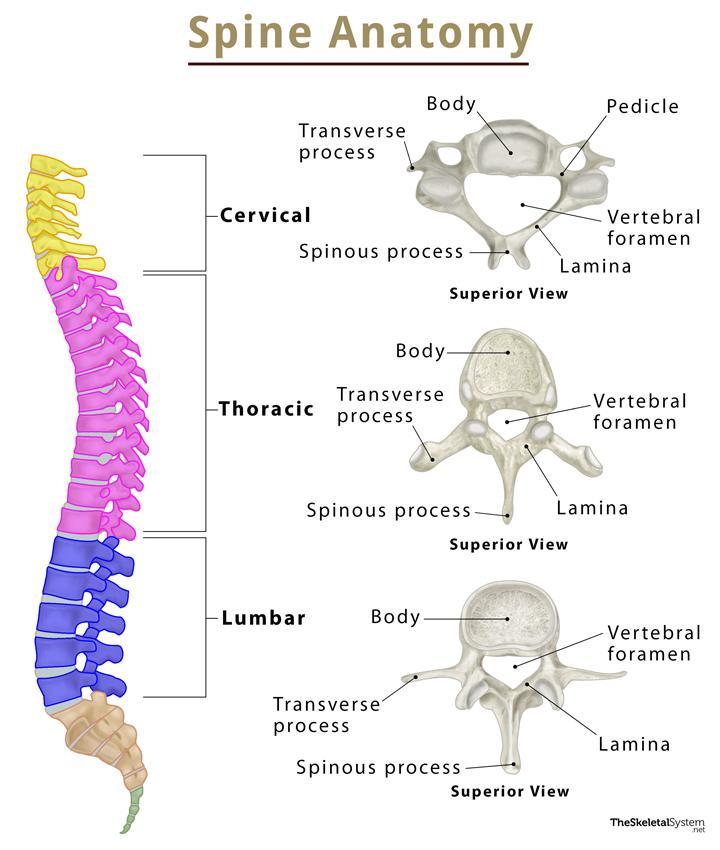 Vertebral Column Bones Labeled