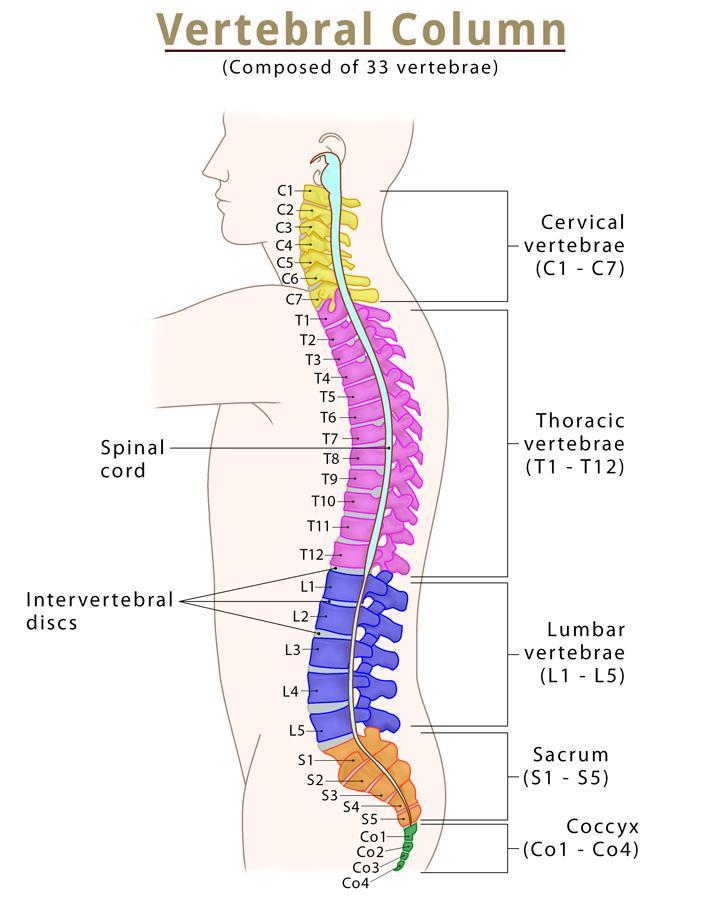 Spine (Vertebral Column) – Bones, Anatomy, & Labeled Diagram