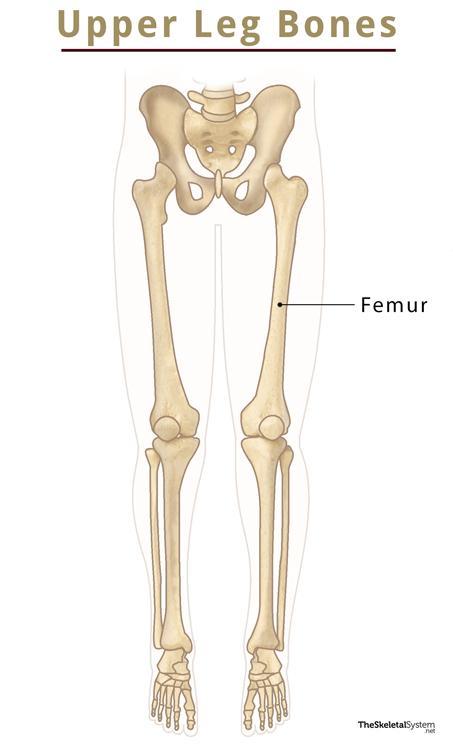 Bones in the Leg - Their Names, Basic Anatomy & Labeled Diagram