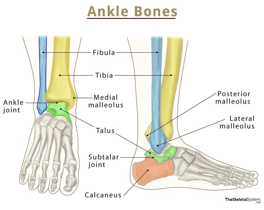 Ankle Bones - Names and Anatomy With Labeled Diagrams
