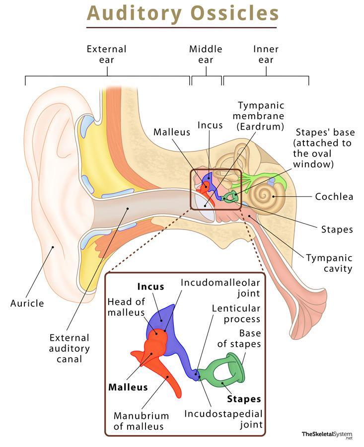 Anatomy of human ear, auditory ossicles, malleus,incus, stapes