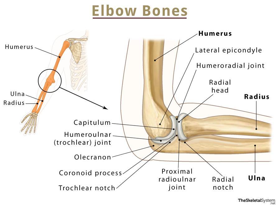 proximal radioulnar joint