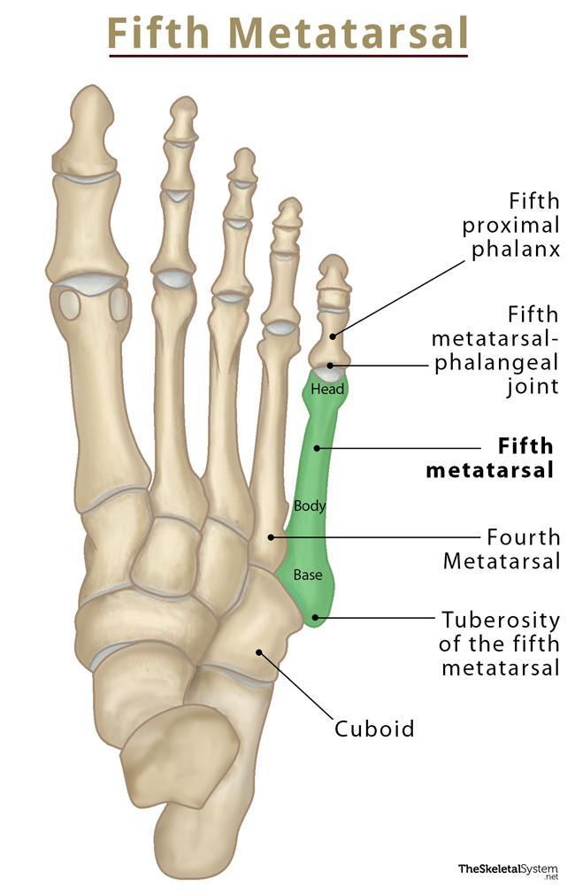 First Metatarsal Bone Location Anatomy Diagram
