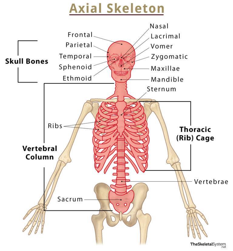 Axial skeleton definition and list of bones with labeled diagram