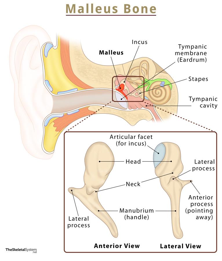 Auditory ossicles - malleus, incus, and stapes Diagram