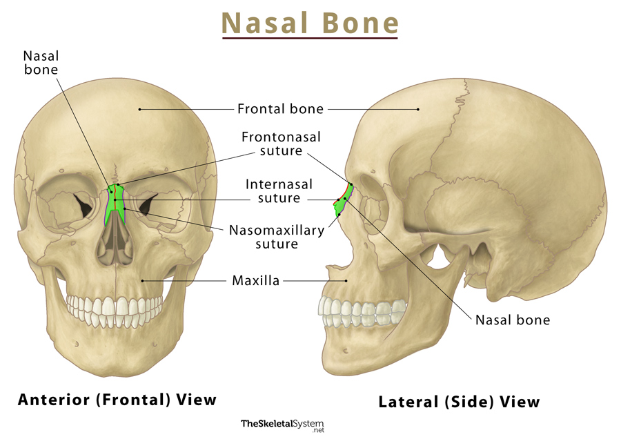 The Skull: Names of Bones in the Head, with Anatomy, & Labeled Diagram