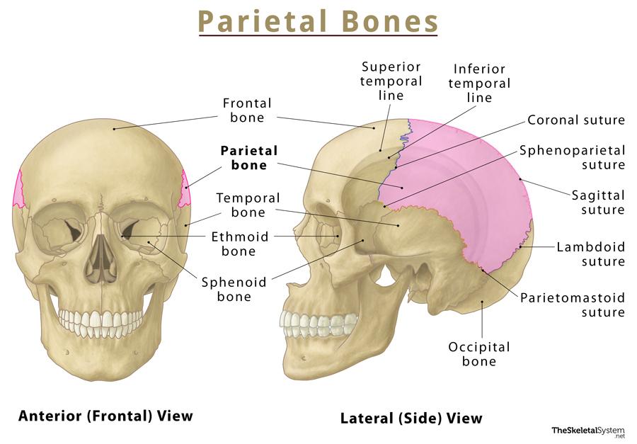 Top 5 Skull and Bones Facts 