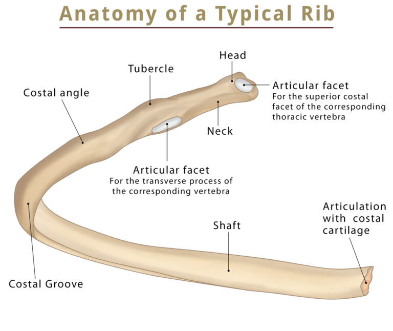 The ribs location anatomy functions labeled diagram