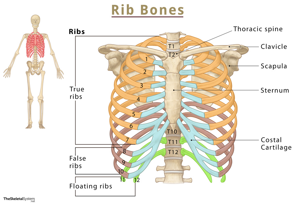 The Ribs: Location, Anatomy, Functions, & Labeled Diagram