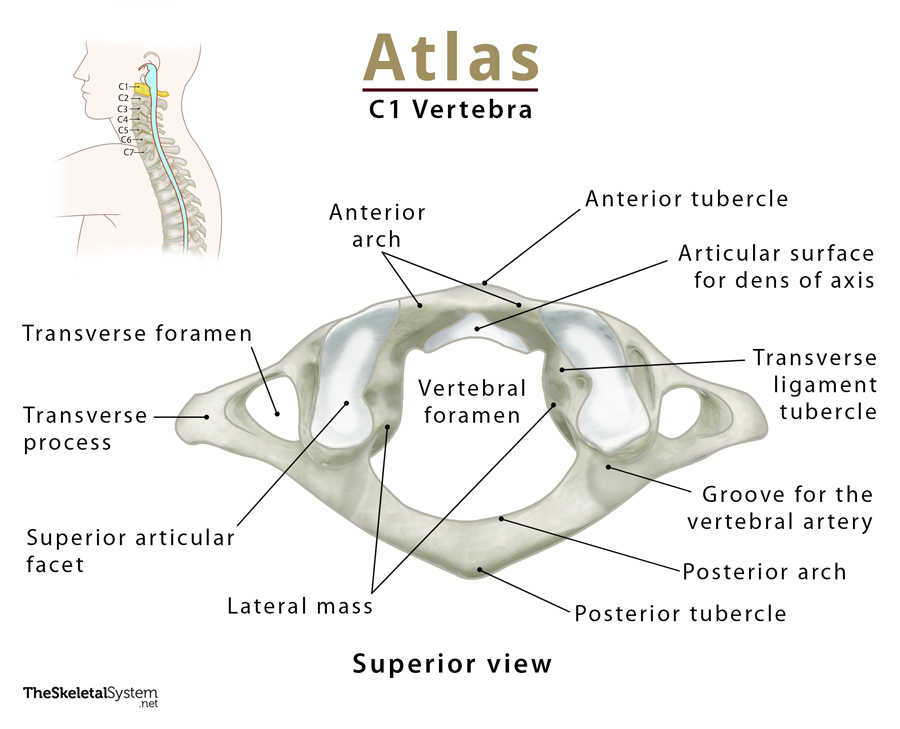Atlas (C1 Vertebra): Anatomy, Functions, & Labeled Diagram