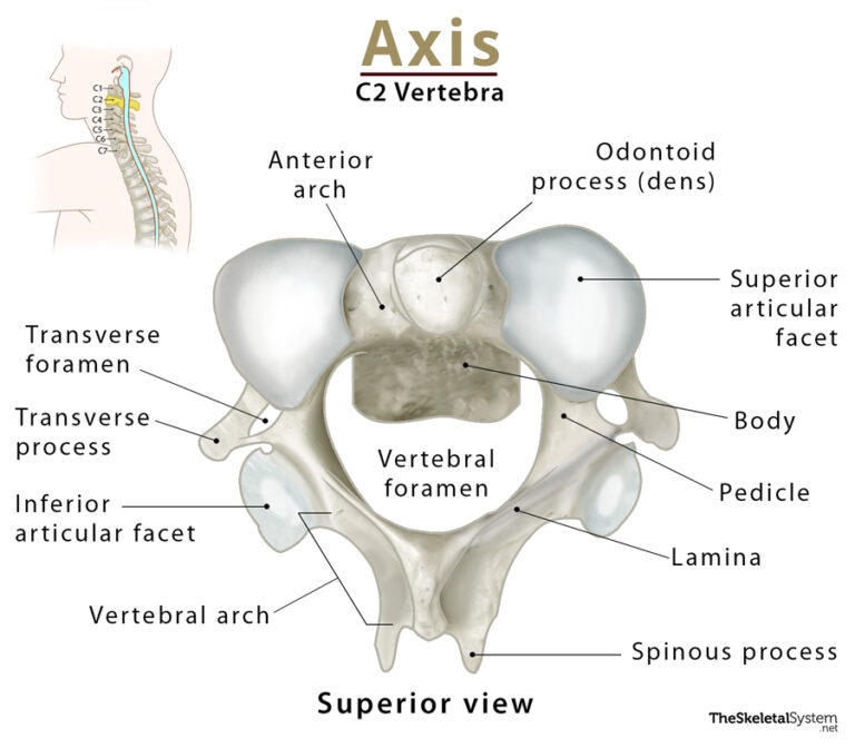 Atlas (C1 Vertebra): Anatomy, Functions, & Labeled Diagram