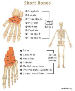 Short bones definition examples functions with diagram