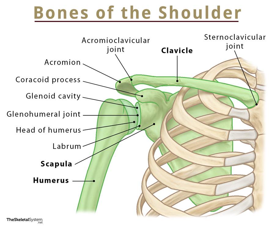 Diagram Of Bones In Neck And Shoulder Labeled Anatomy Chart Of Neck ...