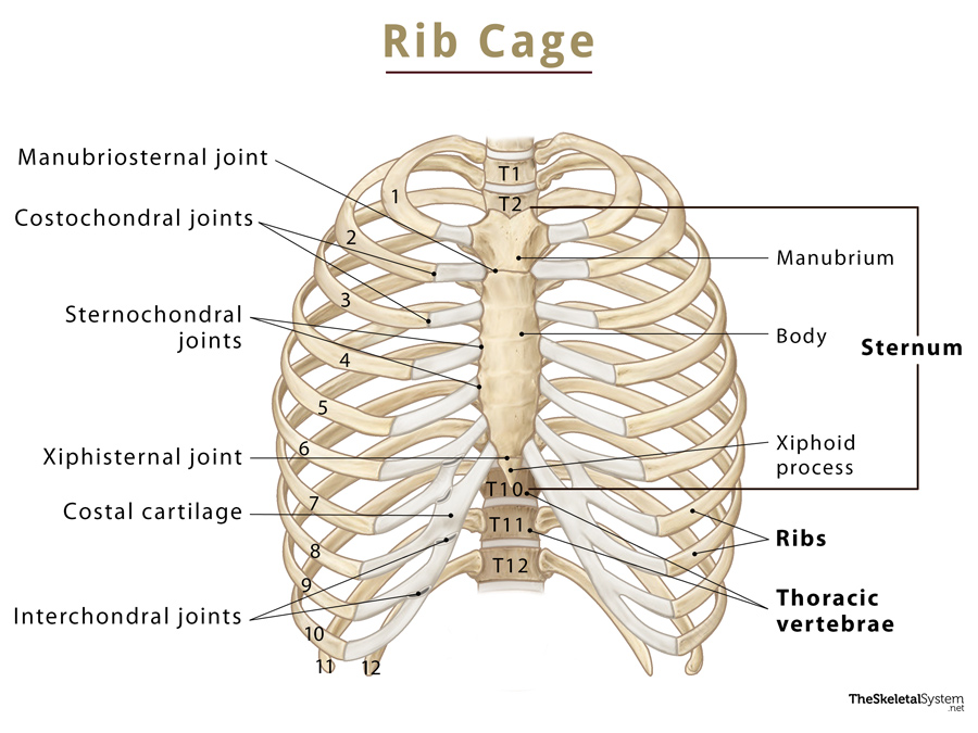 Rib Cage Names Of Bones Anatomy Functions And Labeled Diagram