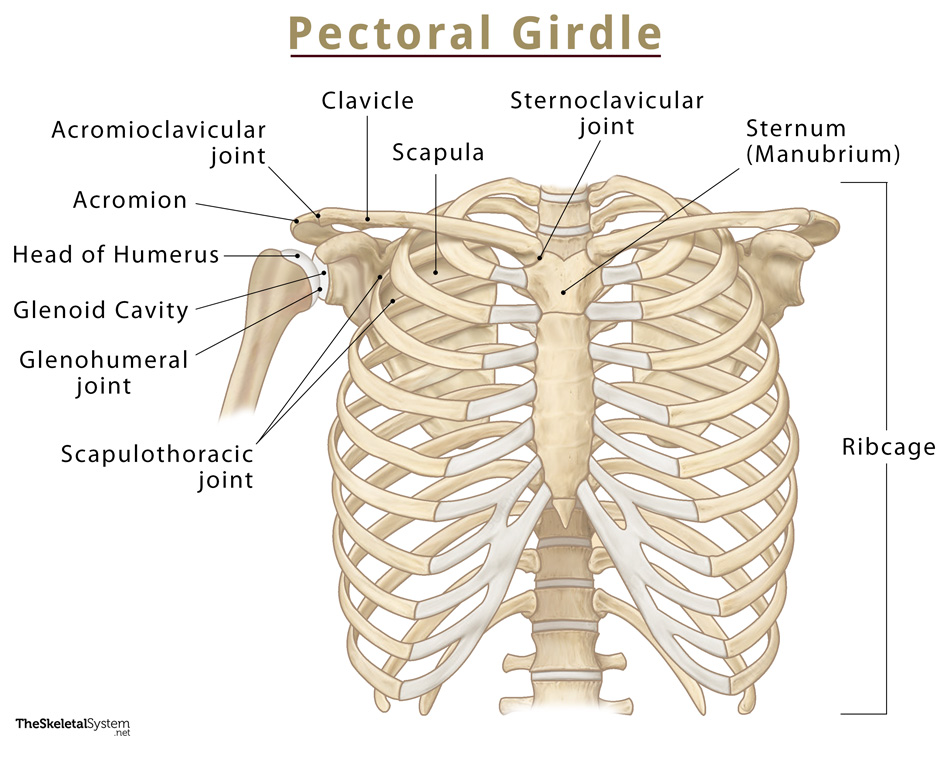 Schematic diagram of pectoral girdle and proximal appendicular